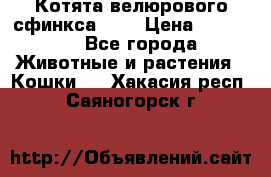 Котята велюрового сфинкса. .. › Цена ­ 15 000 - Все города Животные и растения » Кошки   . Хакасия респ.,Саяногорск г.